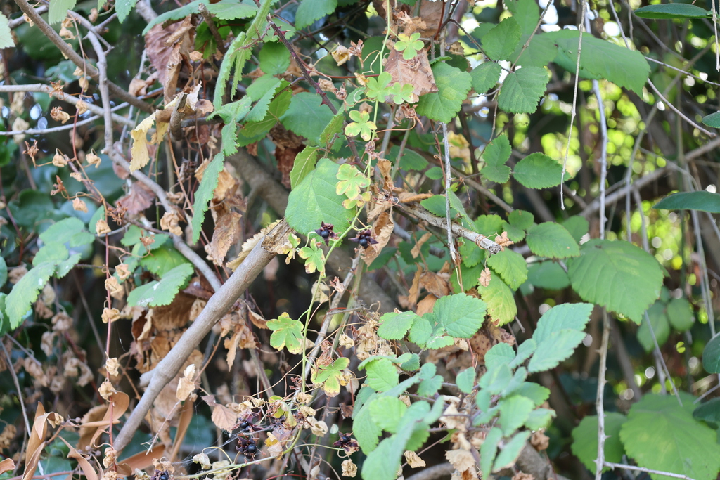 Tropaeolum ciliatum; photograph (c) Grzegorz Grzejszczak, some rights reserved (CC BY-SA)