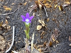 Githopsis specularioides