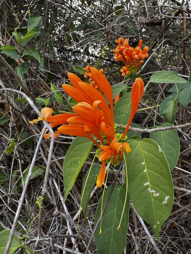 Flame vine