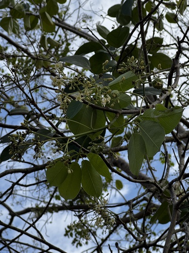 arara nut-tree