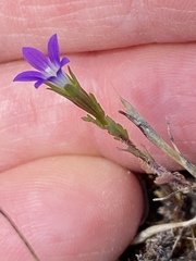 Githopsis specularioides