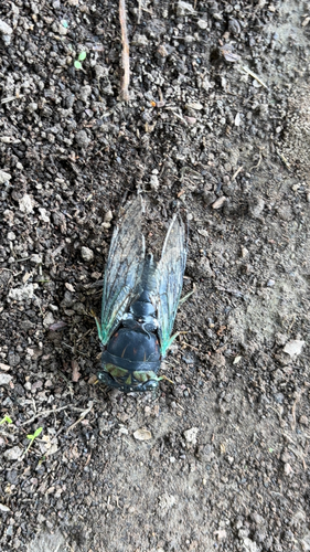Swamp Cicada