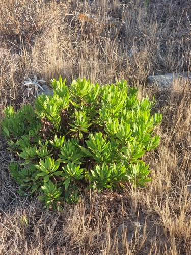 Globularia salicina
