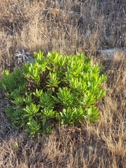 Globularia salicina