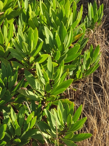 Globularia salicina, photograph 2