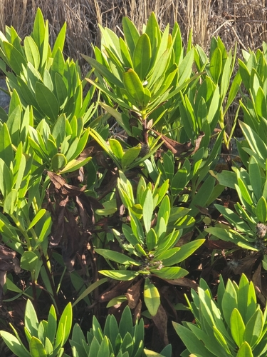 Globularia salicina, photograph 4