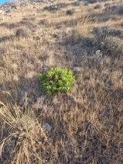 Globularia salicina, photograph (c) Vítor Jorge, some rights reserved (CC BY)