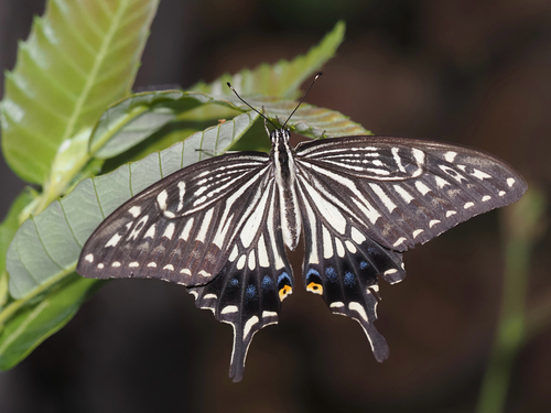 Chinese Yellow Swallowtail