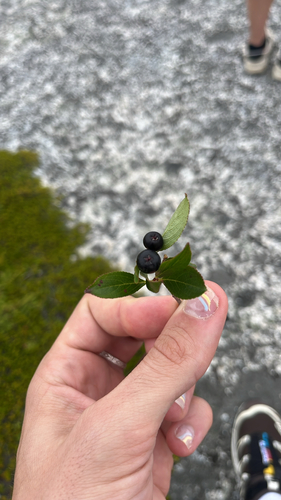 black chokeberry