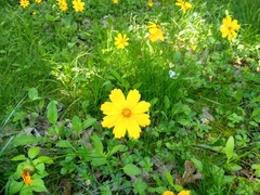Coreopsis auriculata