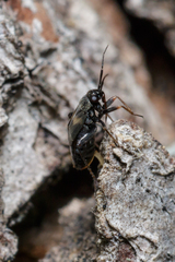 Spanagonicus albofasciatus