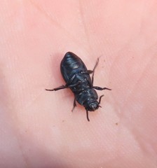 Tenebrionidae