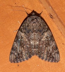Catocala umbrosa