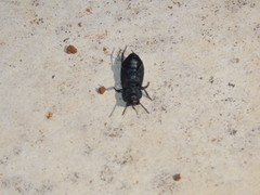 Tenebrionidae