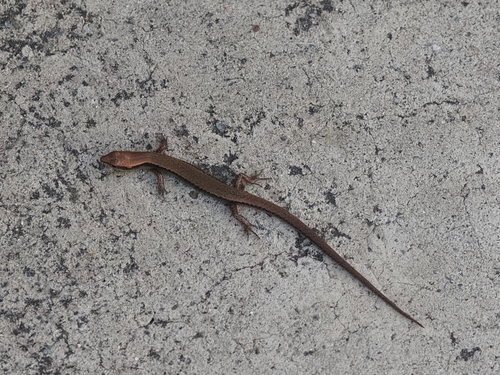 Modest Ground Skink