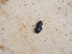 Tenebrionidae
