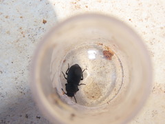 Tenebrionidae