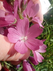 Sidalcea virgata
