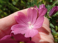 Sidalcea virgata