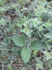 Plantago media