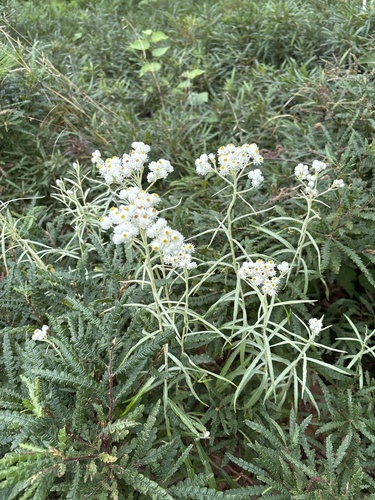 pearly everlasting
