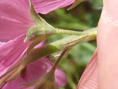 Sidalcea virgata