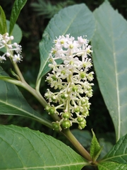Phytolacca japonica