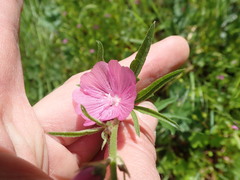 Sidalcea virgata