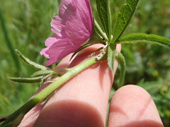 Sidalcea virgata