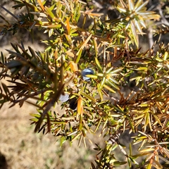 Juniperus
