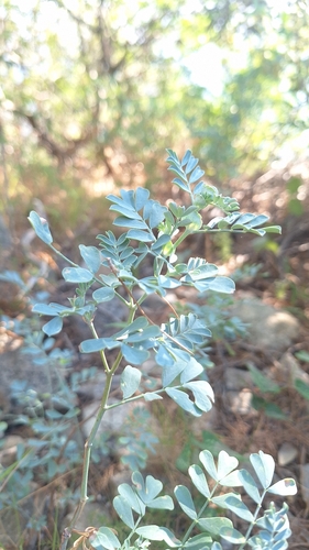 Coronilla valentina, photograph 3