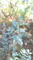 Coronilla valentina, photograph (c) yellowplant, some rights reserved (CC BY)