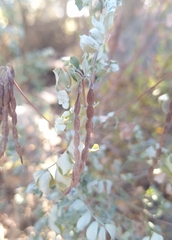 Coronilla valentina, photograph (c) yellowplant, some rights reserved (CC BY)