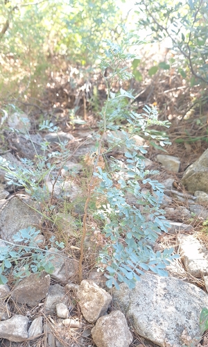 Coronilla valentina, photograph 5
