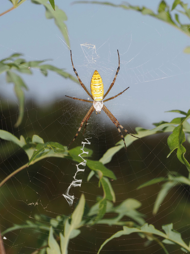 Wasp Spider