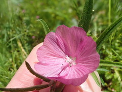 Sidalcea virgata