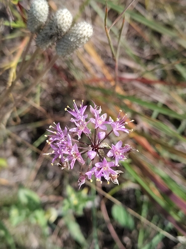 Prairie Onion
