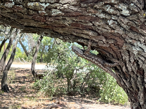 Texas Spiny Lizard