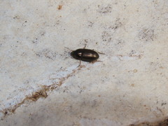 Amara aenea