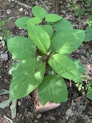 Collinsonia canadensis