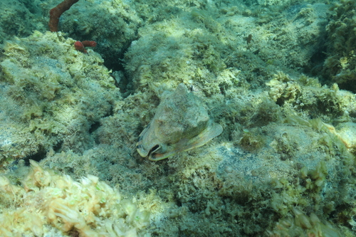 Cassis tuberosa observed 2026-08-22