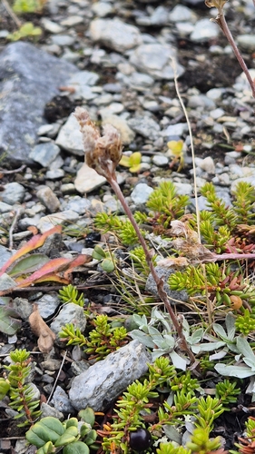 Antennaria alpina, 2026-08-22