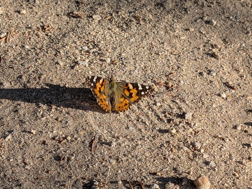 Painted Lady