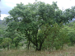Quercus castanea