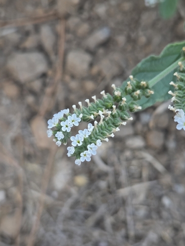 European heliotrope