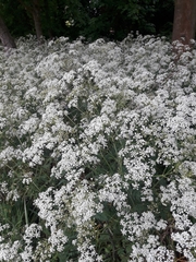 Anthriscus sylvestris