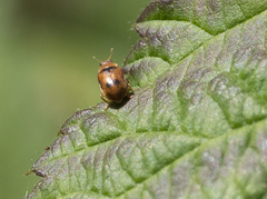 Coccidula scutellata