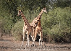 Giraffa camelopardalis antiquorum