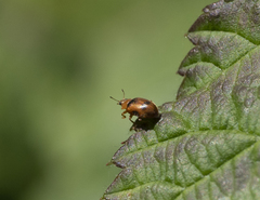 Coccidula scutellata
