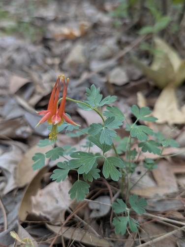 Aquilegia desertorum, photograph 6